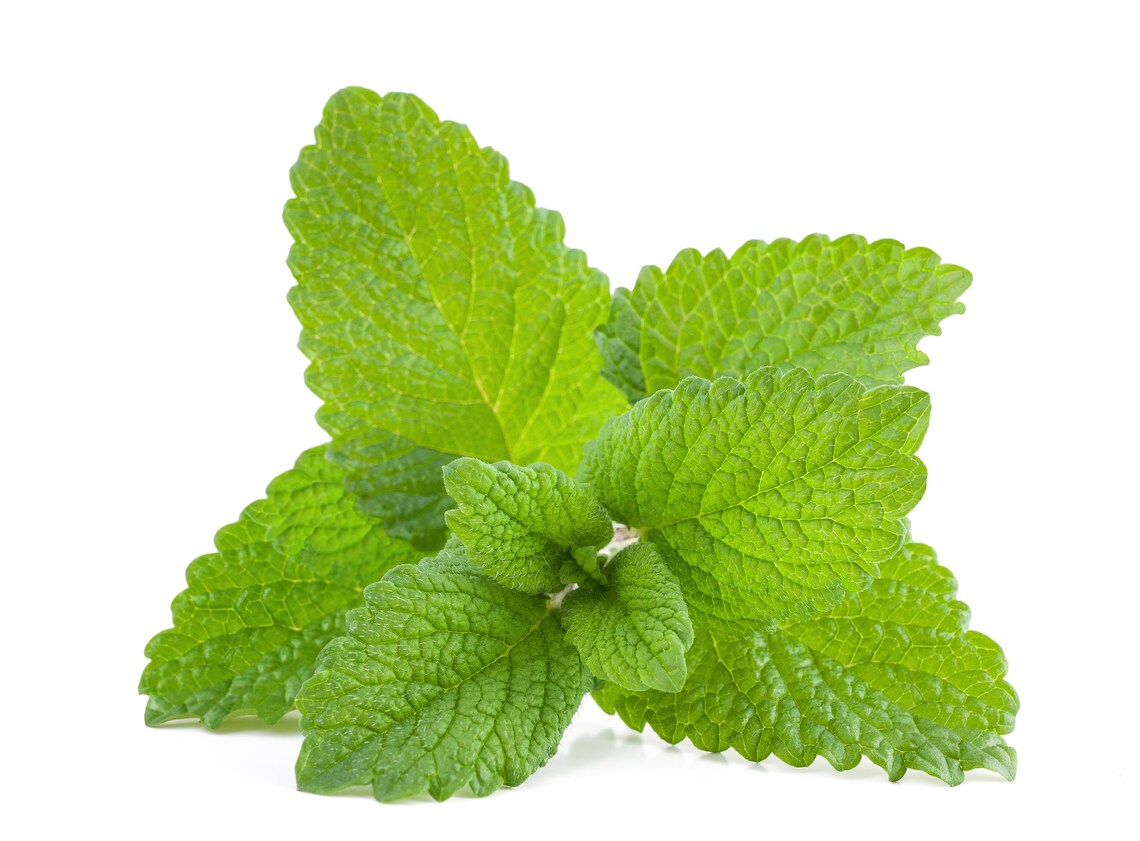 Carte à planter Noël – Nounou ou maîtresse – Mélisse citronnelle – Image 4